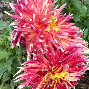 Meet your Posher, Brenda